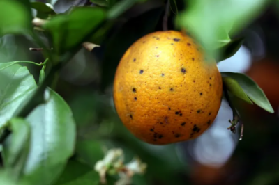 (Foto: Adilson Lima - Embrapa)