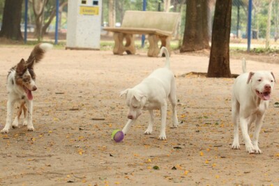 Aprovado projeto que regulamenta a posse responsável de cães e gatos em Goiás