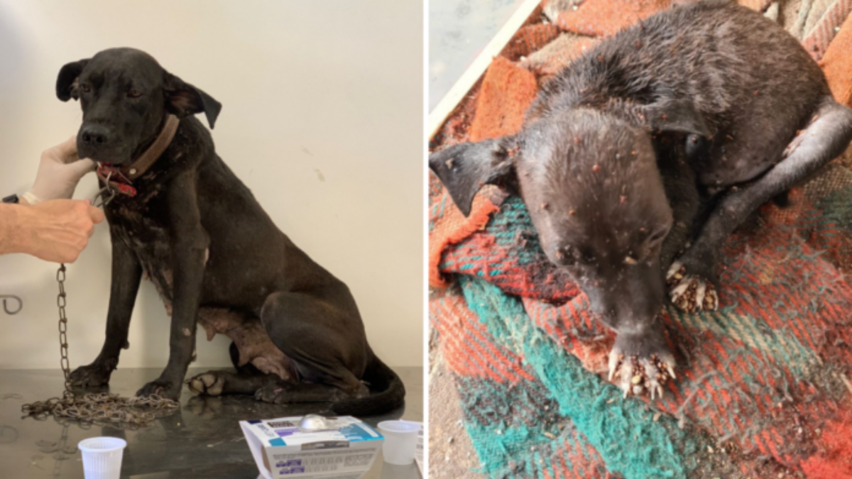 Cadela e filhote vítimas de maus-tratos são resgatados em Goiânia
