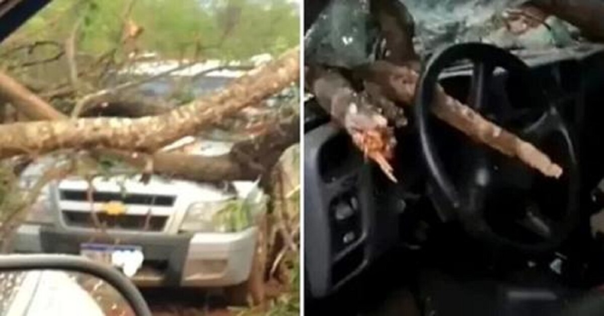 Veículo é atingido por árvore em Jaraguá