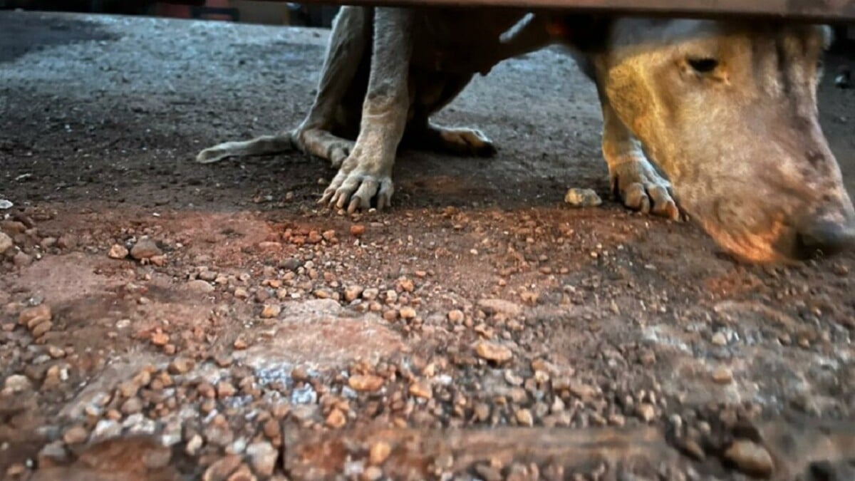 Cachorrinha resgatada pela Polícia Civil em Goiânia