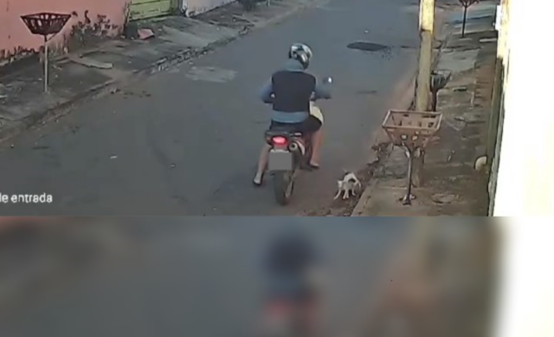 Homem abandona filhotes de cão em Goiânia, mas deputado Eduardo Prado identifica suspeito