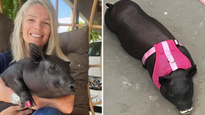 Moradora de Petrolina pede ajuda nas redes sociais para continuar criando leitoa em casa