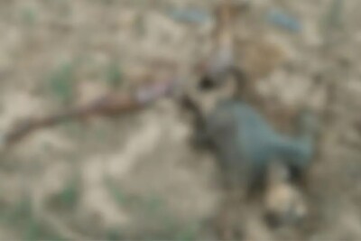 Trabalhadores encontram corpos em decomposição em às margens da GO-010, em Vianópolis