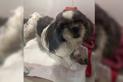 Pit bulls fogem, atacam e arrancam patas de shitzu, no DF