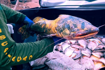 Peixes apreendidos em operação da Polícia Civil e da Semad (Foto: Divulgação)