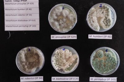 Fungos que serão utilizados na iniciativa foram catalogados pela UFG (Foto: Divulgação / UFG)