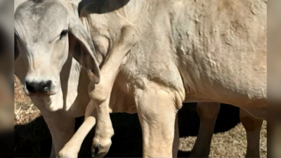 Bezerro nasce com seis patas e recebe o nome de "Gambiarra" em Goiás