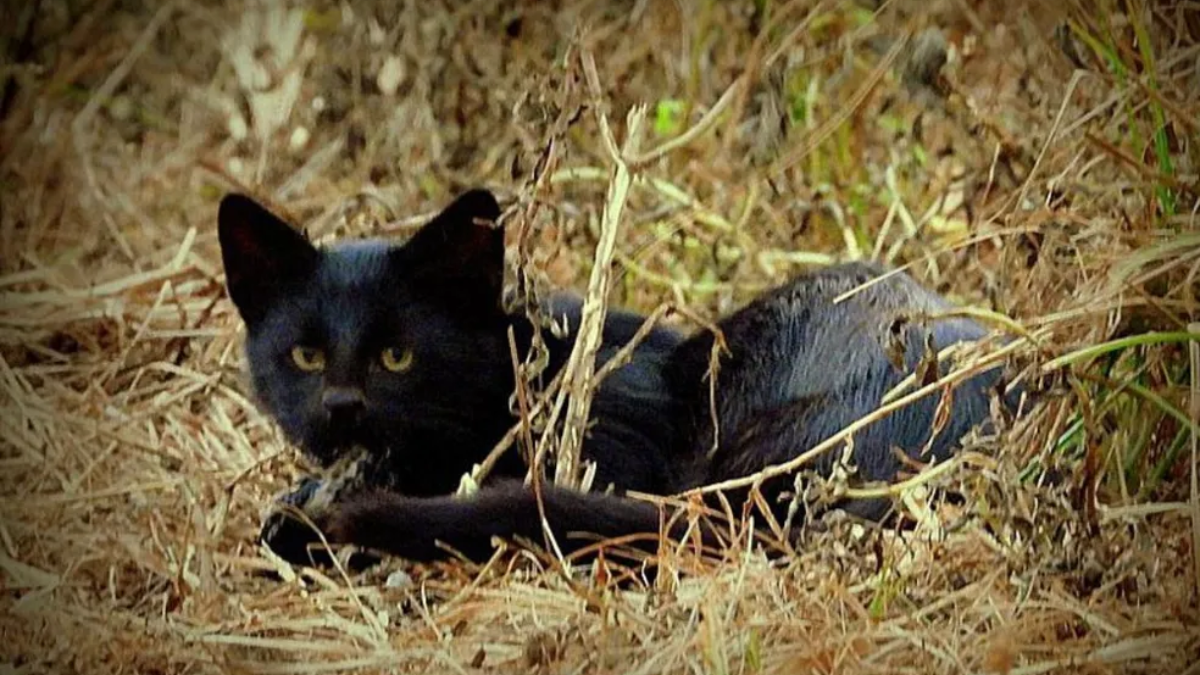 Espécie rara de gato é vista no Parque das Emas, em Goiás