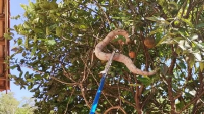 Jiboia é resgatada em árvore de residência em Catalão