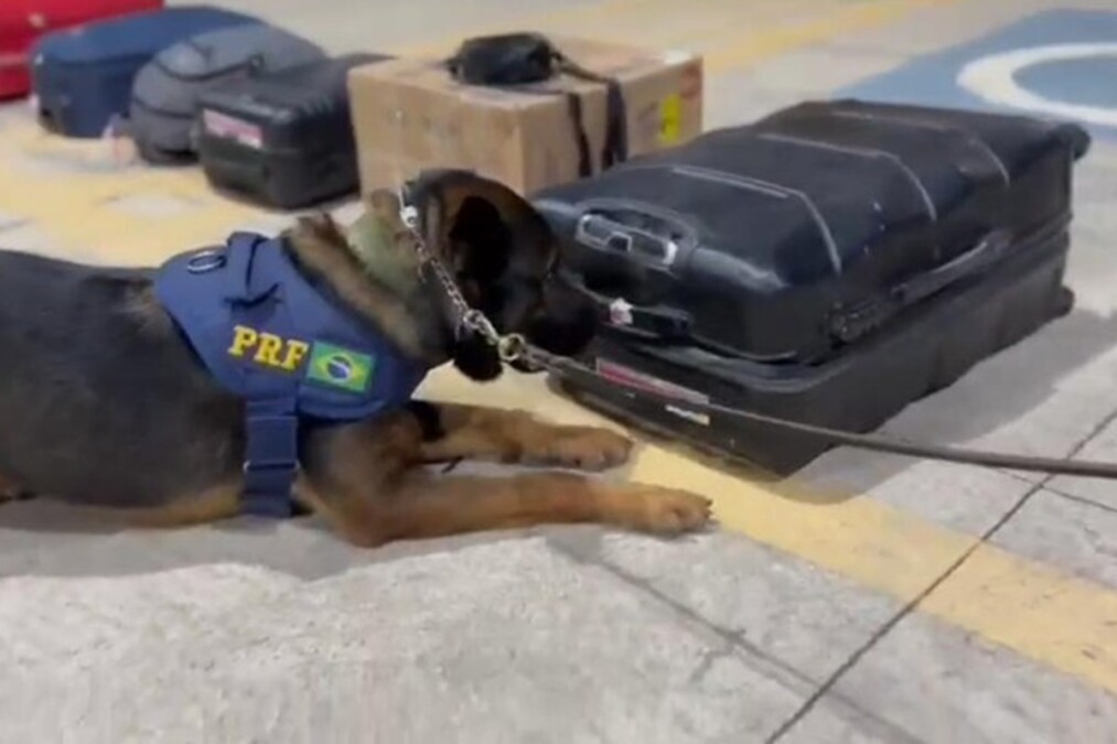 PRF prende 12 pessoas e apreende mais de 5 kg de drogas durante operação em Simolândia