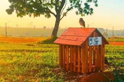 Corujas têm 58 abrigos espalhados por Goiânia pela gestão municipal