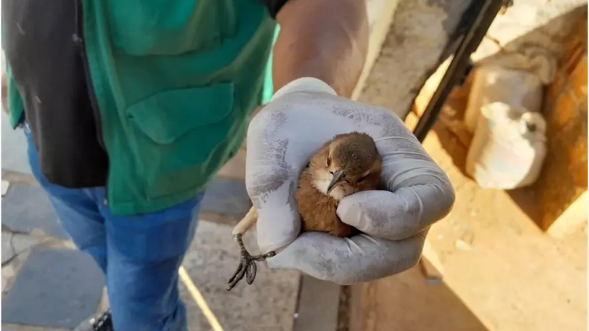 Resgate de pássaro realizado pela Amma (Foto: Divulgação/Prefeitura de Goiás) 