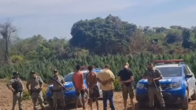 Grupo é preso por cultivar grande plantação de maconha em Nova Roma