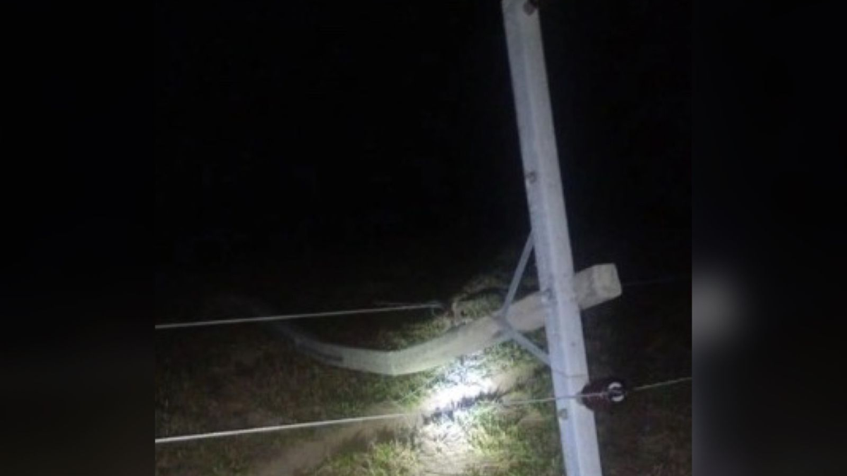 Chuva derruba fio de alta tensão e mata sete vacas em fazenda de Goiás