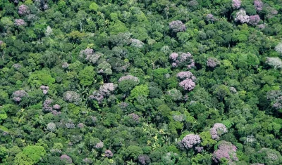 Floresta amazônica (Foto: Divulgação)