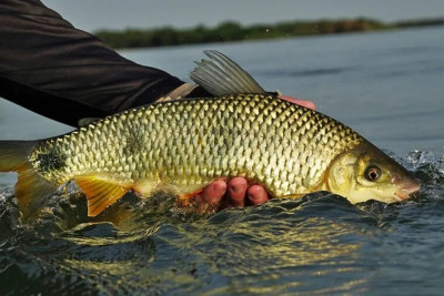 Periodo da piracema em Goiás (Foto: Reprodução)