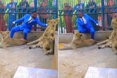 Tratador de zoológico se passar por pastor e entra em jaula de leões com "proteção divina"