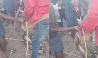 Polícia da África do Sul procura homens que forçaram píton a beber cerveja em festa Cobra ingeriu à força 750ml da bebida alcoólica