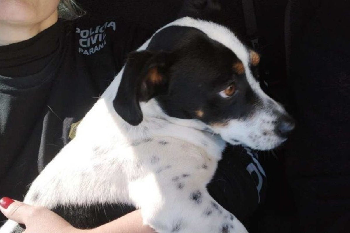Cachorro é "autor" de processo contra ex-tutor no Paraná