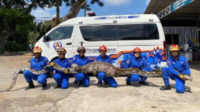 Píton de 7 metros que aterrorizava vilarejo na Malásia é capturada com cabra no estômago; fotos Cobra estava lenta por causa do alimento