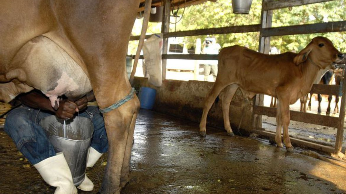 Produtores de leite de Catalão cobram pagamentos atrasados de cooperativa de Uberlândia