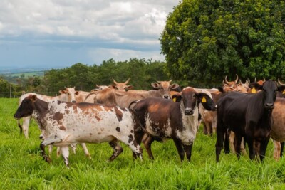 Vacinação contra raiva de herbívoros começam dia 1º de novembro em Goiás