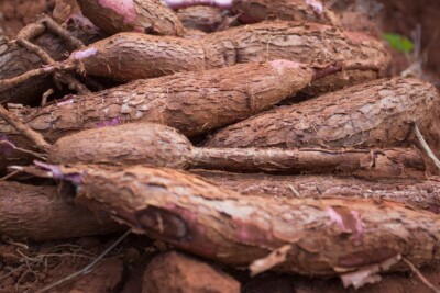 Produção de mandioca deve totalizar 207,7 mil ton este ano em Goiás; crescimento é de 10%