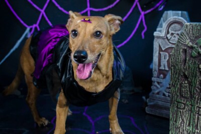 Segundo encontro de vira-latas de Goiânia terá temática halloween