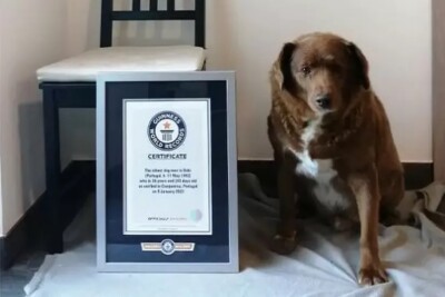 Cachorro mais velho do mundo morre aos 31 anos
