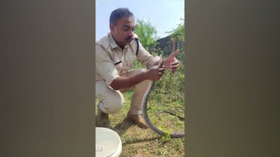 Policial faz respiração boca a boca em cobra venenosa; vídeo Indiano se tornou um socorrista de serpentes amador com Discovery Channel