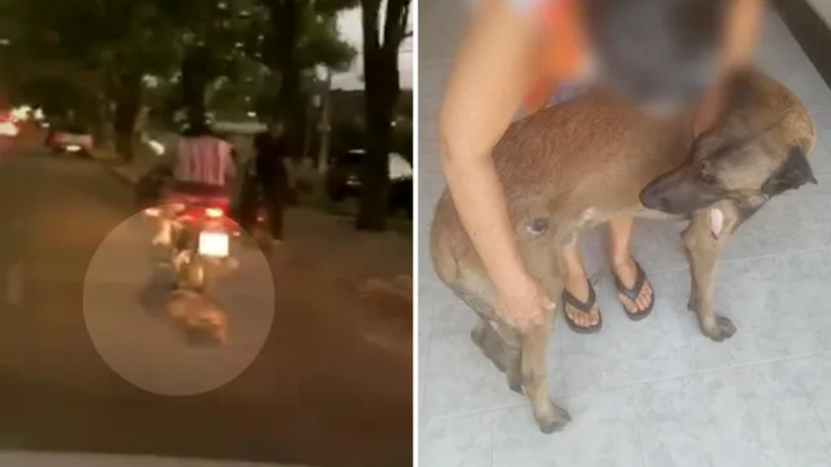 Motociclista arrasta cachorro após coleira ficar presa no veículo, em Pirenópolis