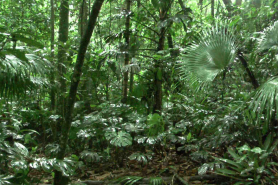 Vegetação típica de Mata Atlântica (Foto: Divulgação)