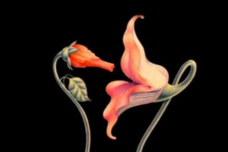 Advogado de Goiânia pede adiamento de audiência por agenda de profissional do sexo: "Extraordinária Paloma"