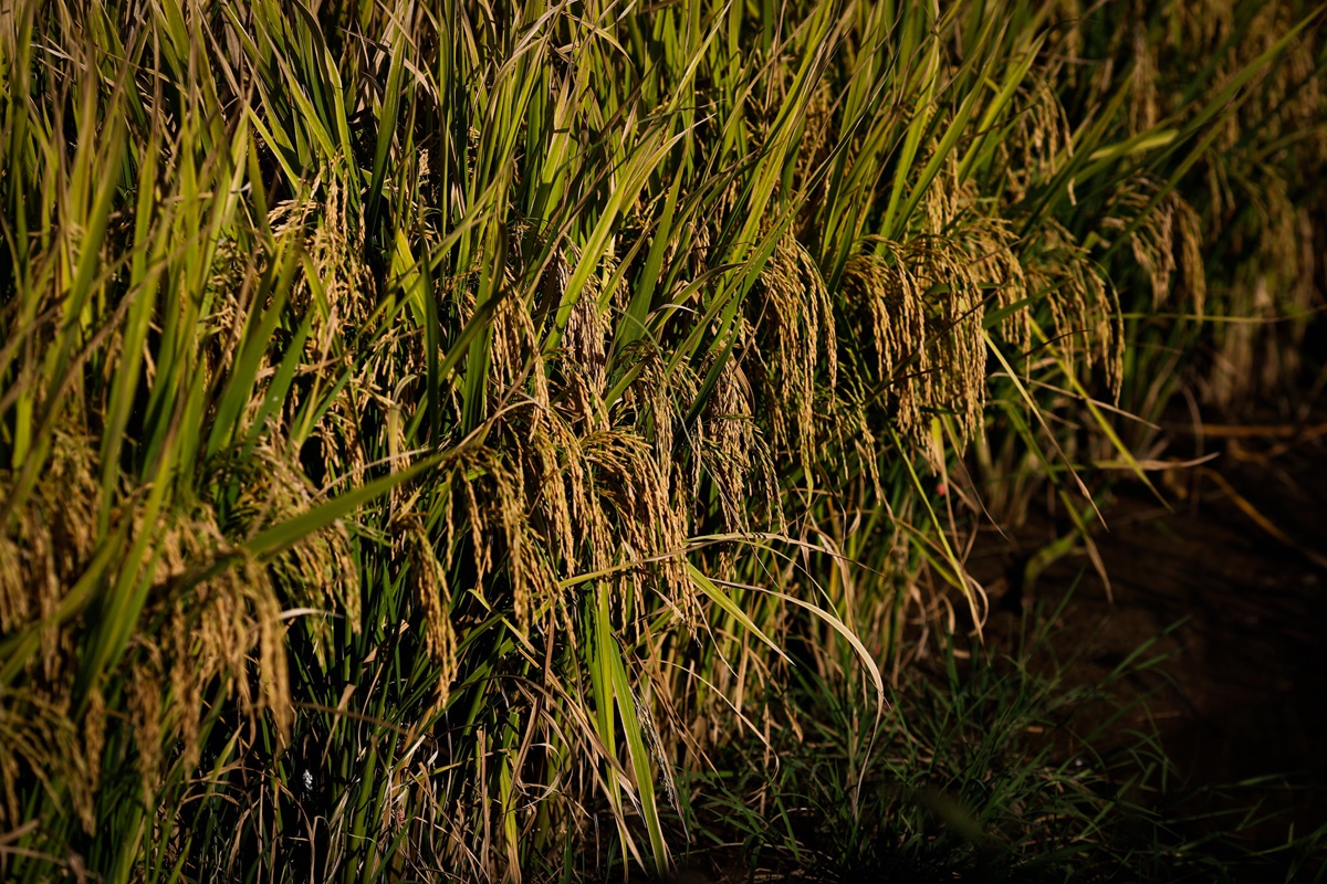 Produção goiana de arroz deve crescer 8,1% na safra 2023/2024