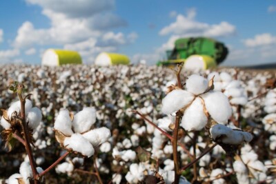 Goiás deve ter aumento de 4,7% na produção de algodão no ciclo 2023/2024, prevê Conab