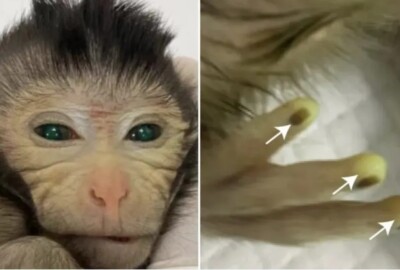 Cientistas chineses criam macaco com olhos e dedos verdes brilhantes pesquisadores dizem que o animal representa 'grande avanço científico'