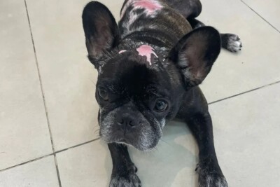 Bulldog francês salva de incêndio pelo dono recebe alta após três meses de tratamento