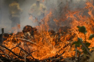 Incêndio no Pantanal tem cenário de animais em fuga e muita ventania