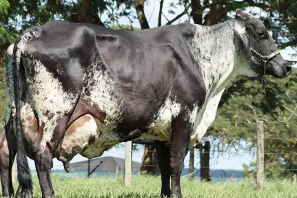 Vaca Canela (Foto: Redes sociais)