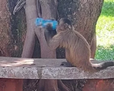 macaco tomando energético em universidade em Goiânia