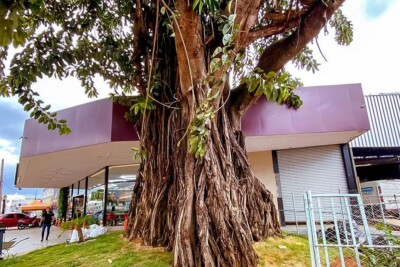 Gameleira centenária da Vila Pedroso, em Goiânia, dá lugar a duplicação