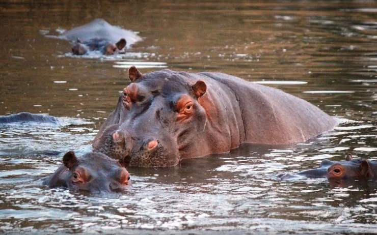 Hipopótamos (Foto: Pixabay)