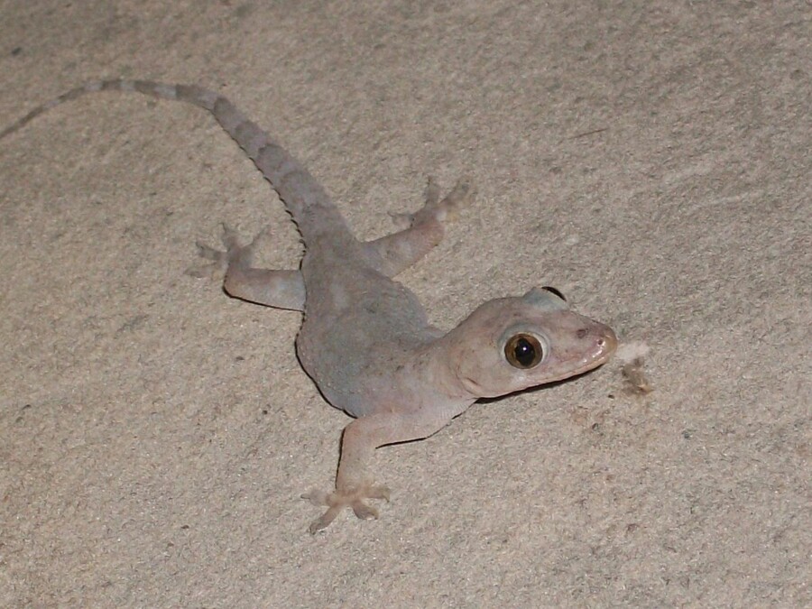 Lagartixa