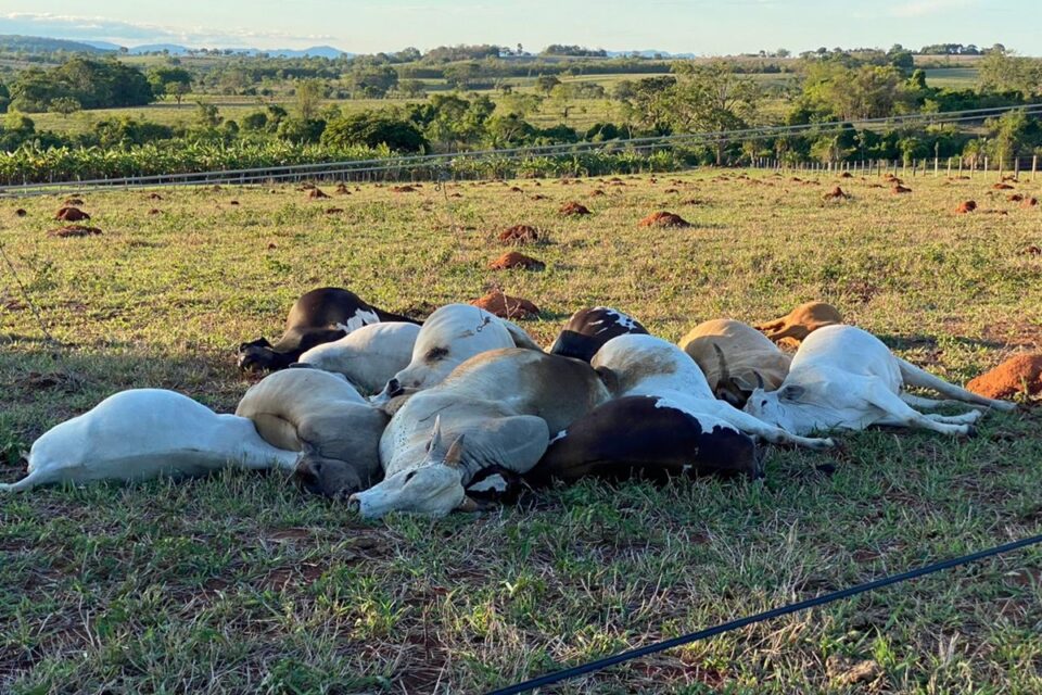 Gado morto por energia elétrica em São Luis de Montes Belos