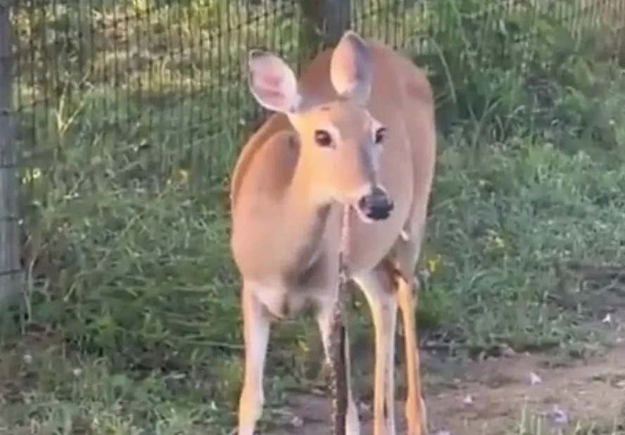'Bambi zumbi': doença neurológica pode contaminar humanos nos EUA Doença se propaga pelo contato com fluídos corporais do animal infectado