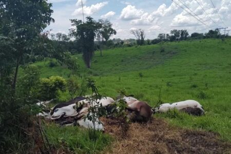 Fazendeiro da cidade de Goiás perde dez cabeças de gado após cabo de alta tensão arrebentar