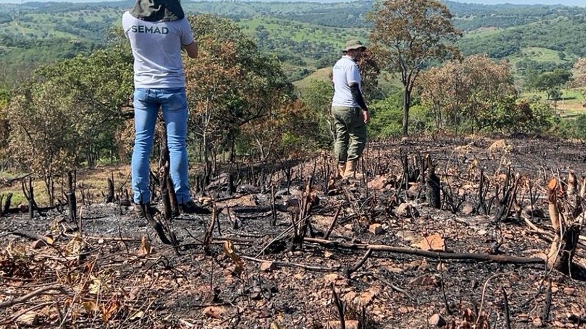 Flagrante de desmatamento realizado pelos fiscais da Semad (Foto: Divulgação)