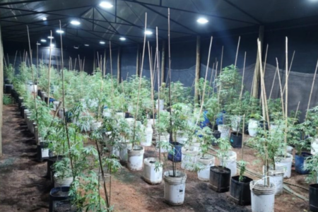 Plantação de maconha descoberta pela Polícia Militar de Minas Gerais (Foto: PMMG)