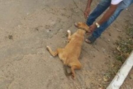 Justiça condena idoso que arrastou cadela amarrada na moto, em Minaçu